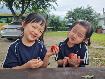 달콤한 자두가 맛있어요